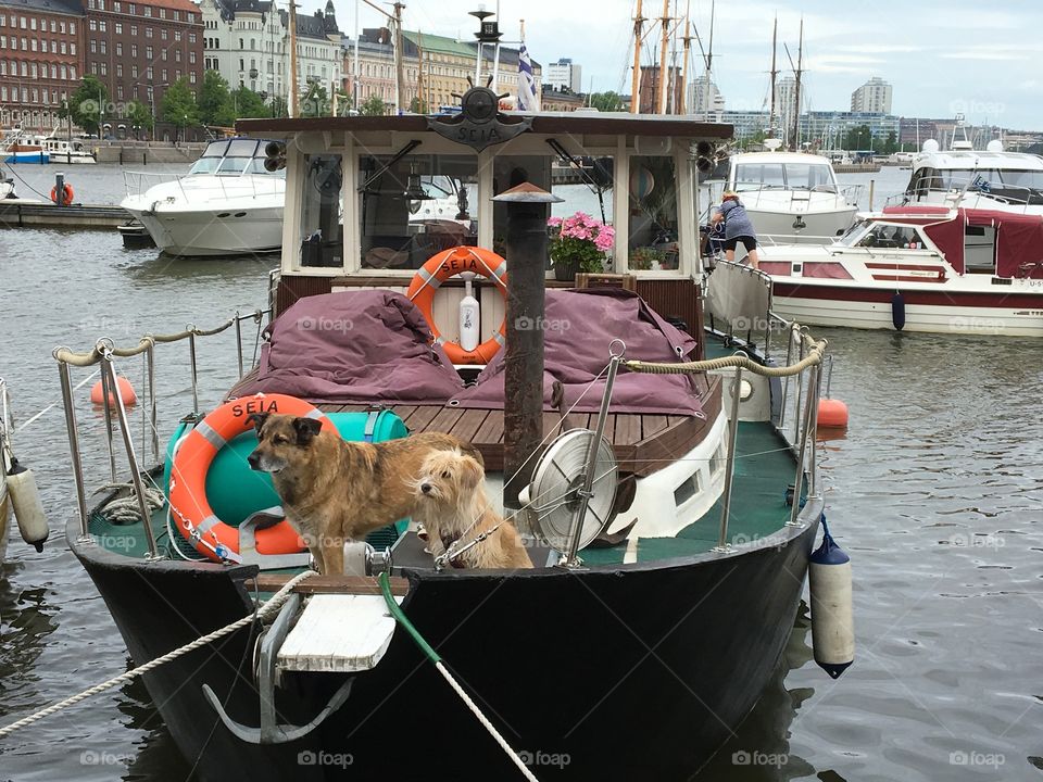 Boat dogs