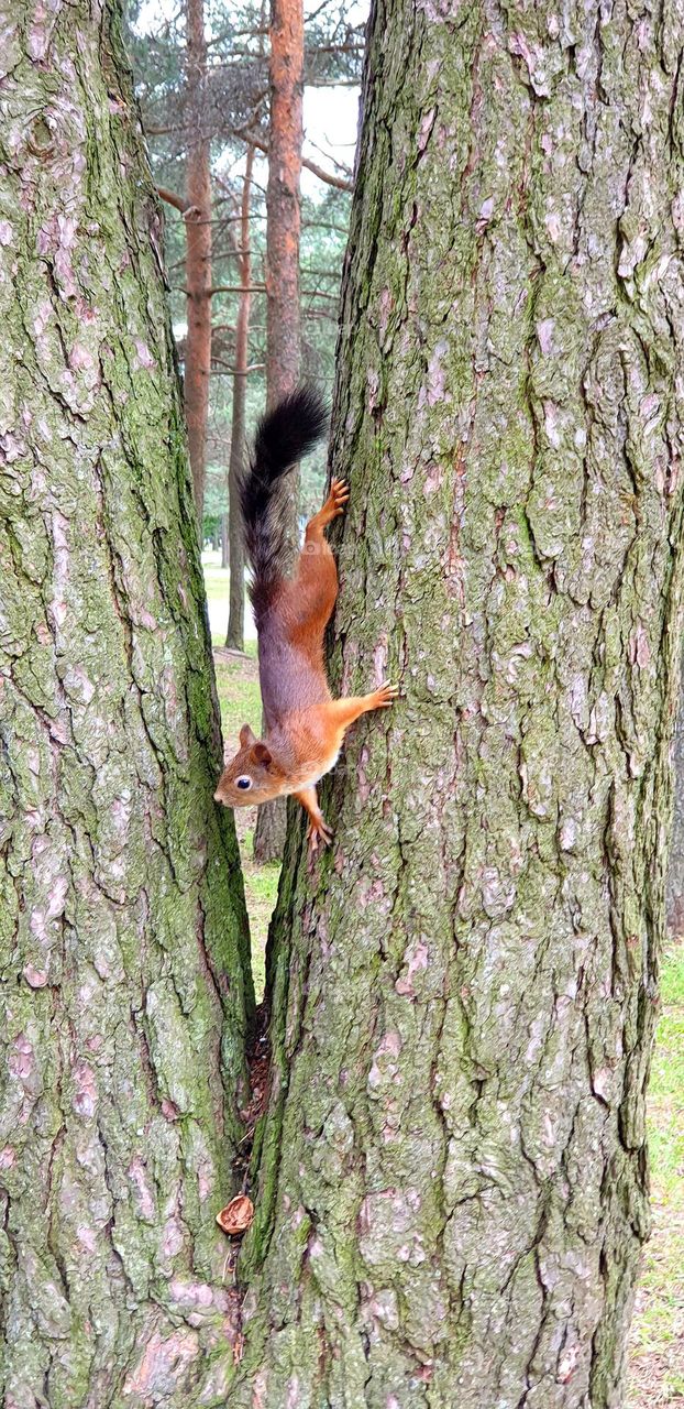 Squirrel climbing down a tree to a nut shell, summer sunny day