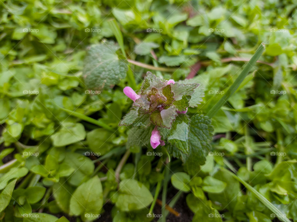 Yasnotka purpurea is a species of annual or biennial herbaceous plants