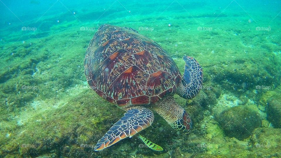 Sea turtle 