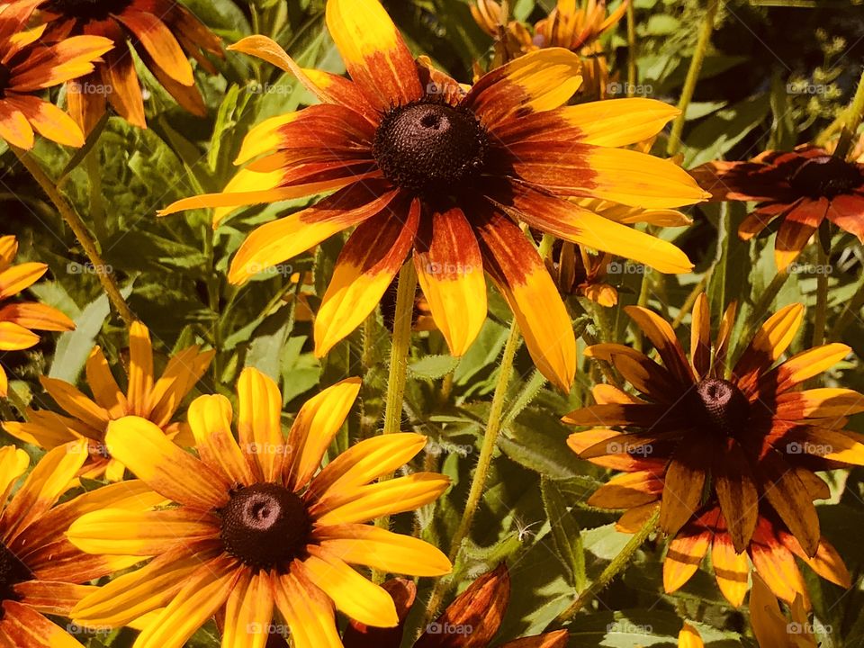 Garden flowers