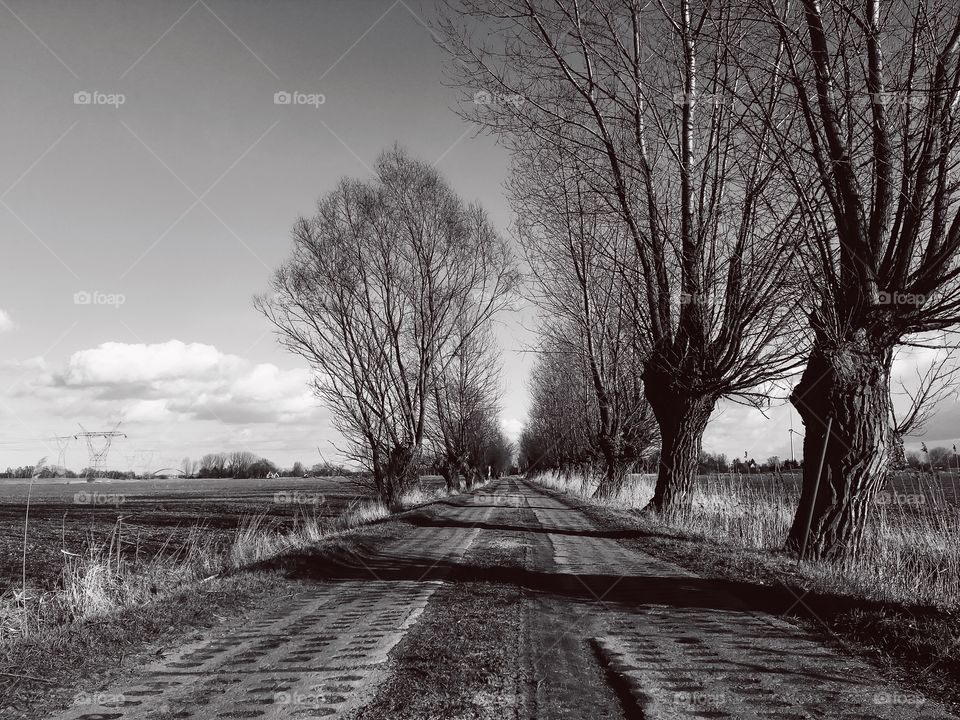 Tree, Landscape, Winter, Fall, Wood