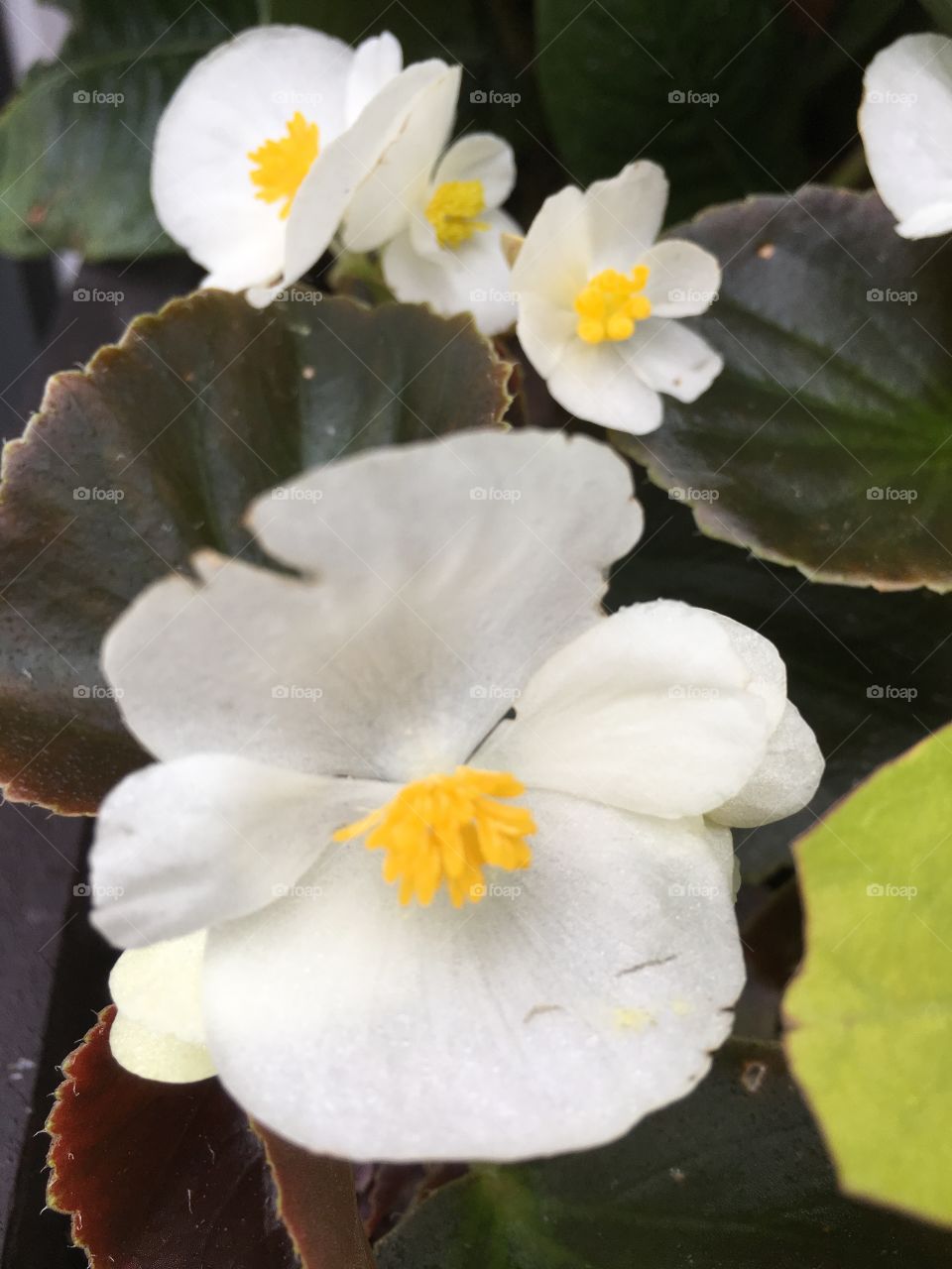 White begonia 