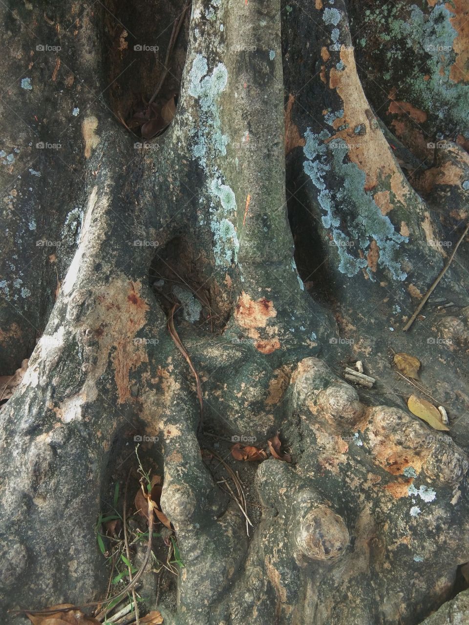 unique brown roots and large tree trunks