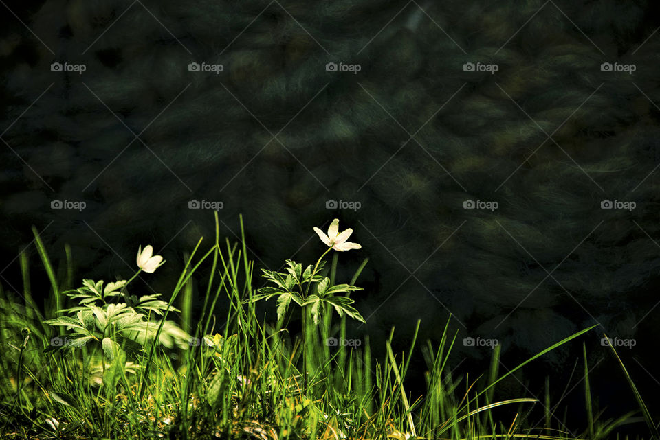 Two white wood anemones flowers in sun against a dark background ( a river)