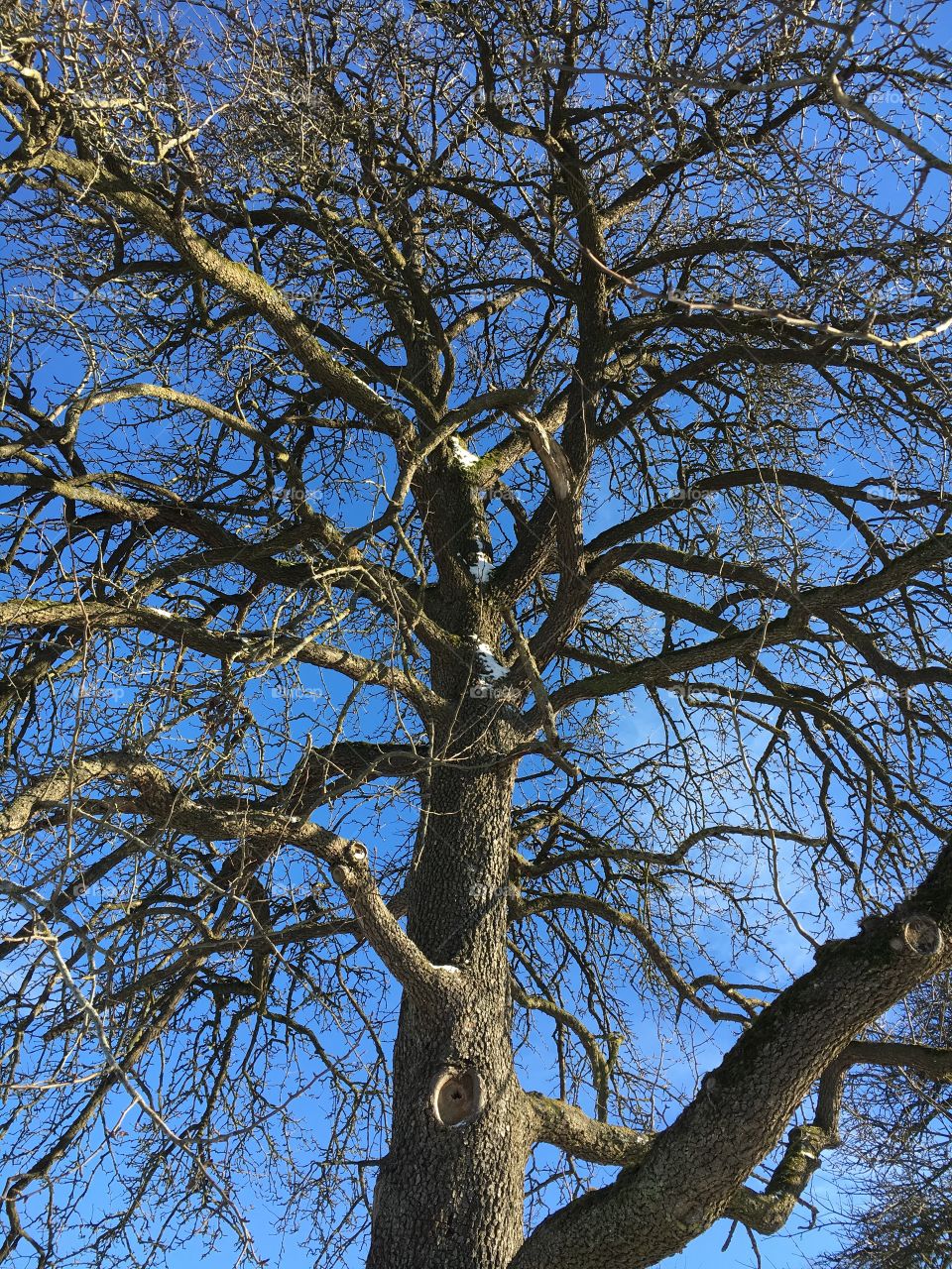 Mächtiger Baum 🌳 