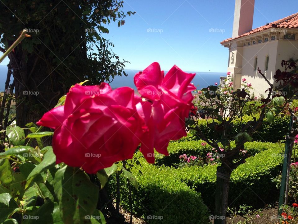 flowers plants nature flower by itsAus