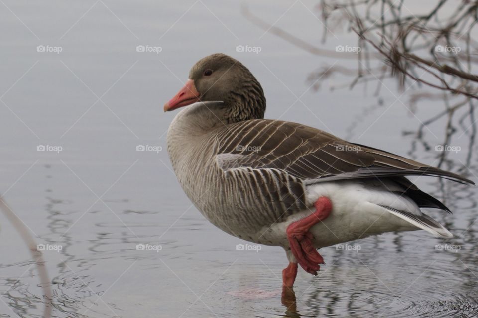 Close-up of a duck