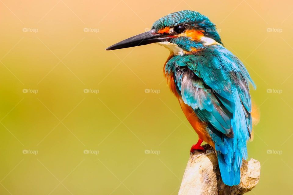 The river kingfishers or pygmy kingfishers, subfamily Alcedininae, are one of the three subfamilies of kingfishers. 