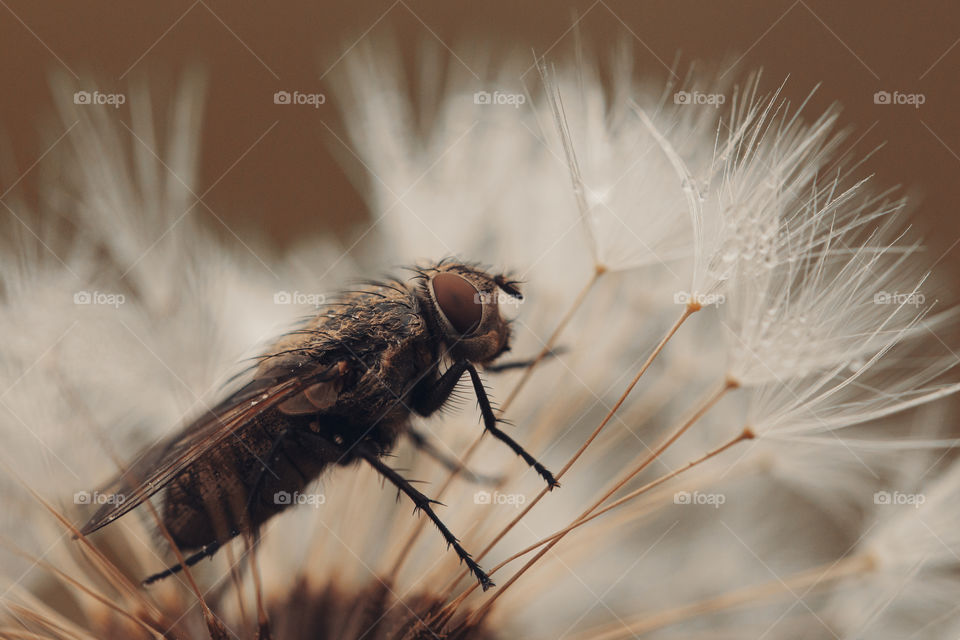 macro shot of fly on dandelion clock.  toned