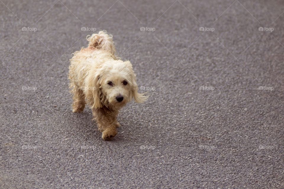 Curly dog