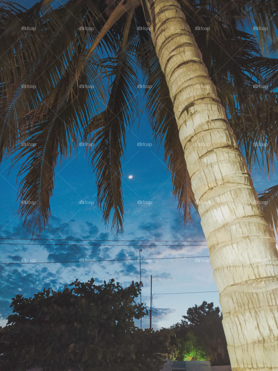 blue night with palm tree