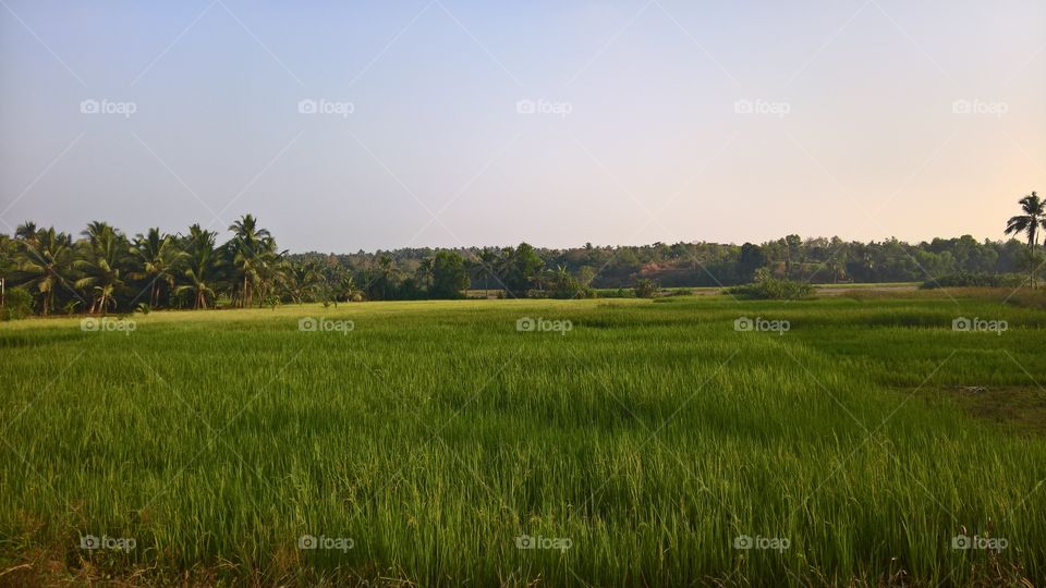 beautiful greeny rice field