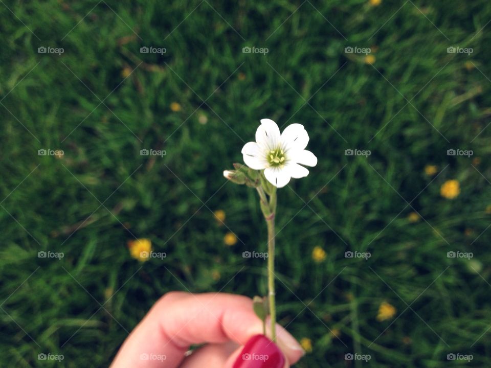 Nature, No Person, Flower, Summer, Grass