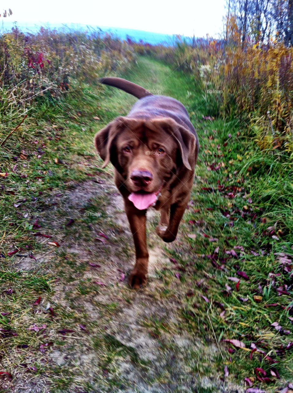 oak creek chocolate hiking labrador by doug414