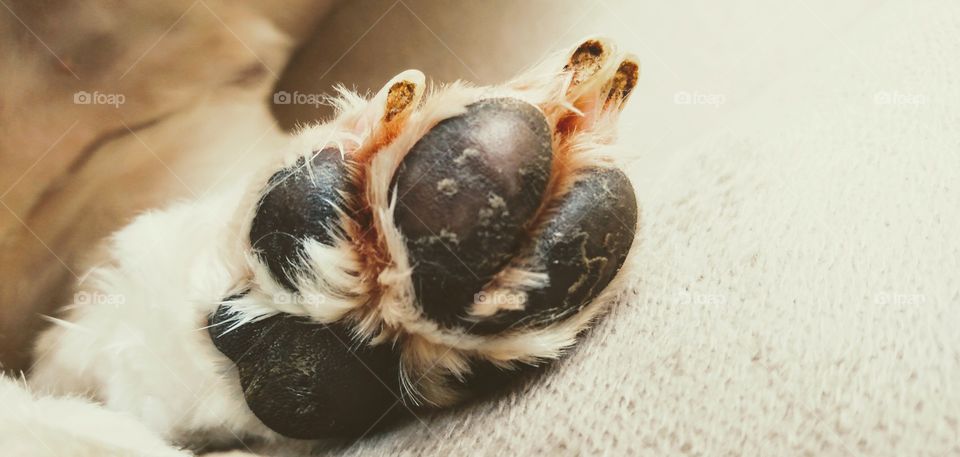 dog's paw