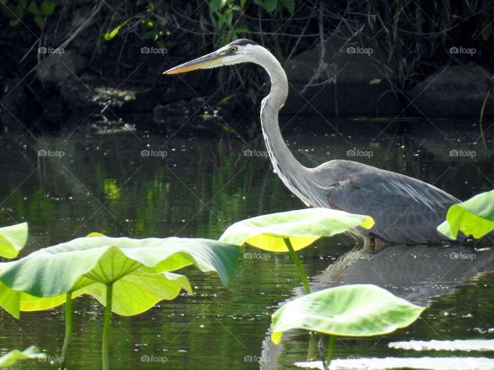 heron