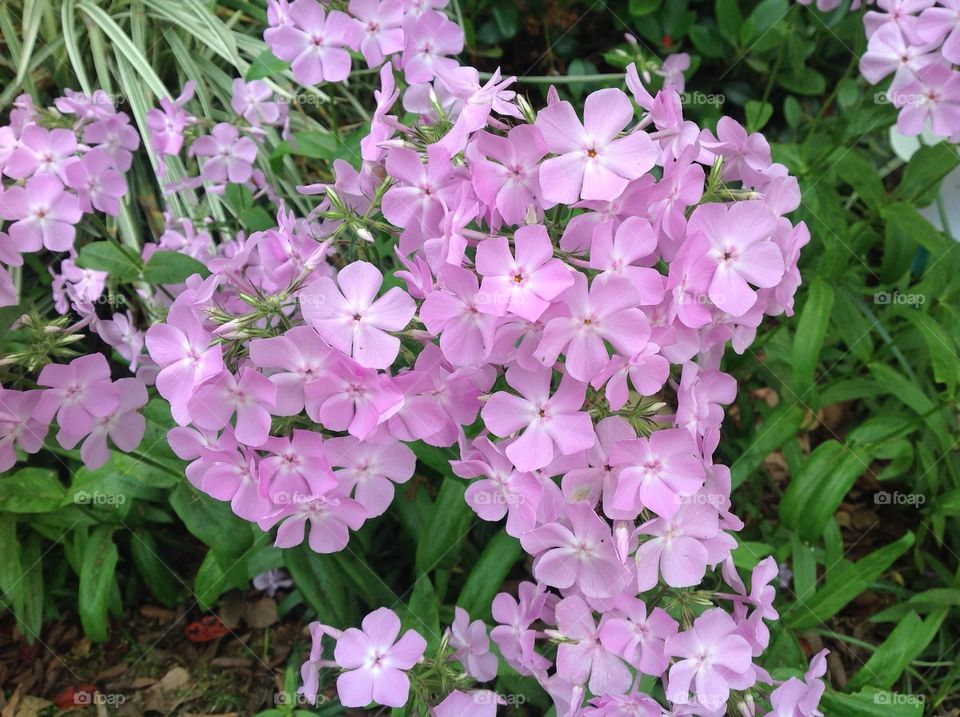 Louisiana phlox purple flowers