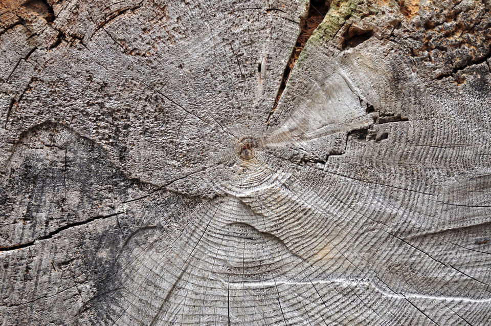 wood rings tree forest by hkjohan