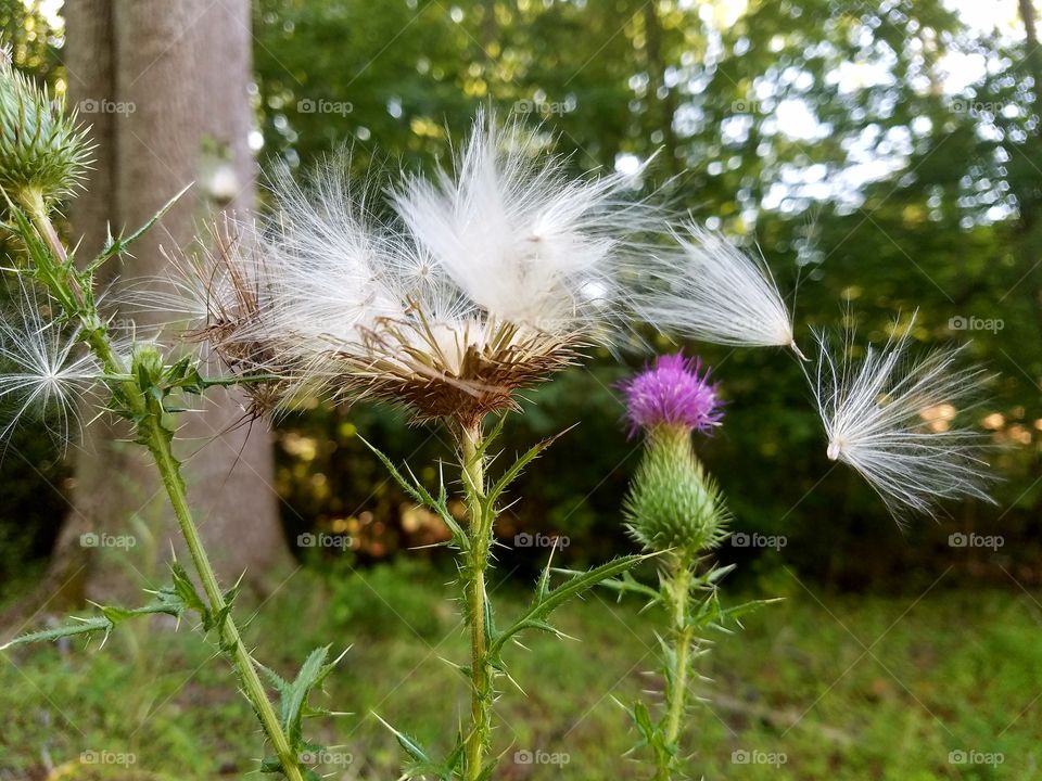 Thistle Seed