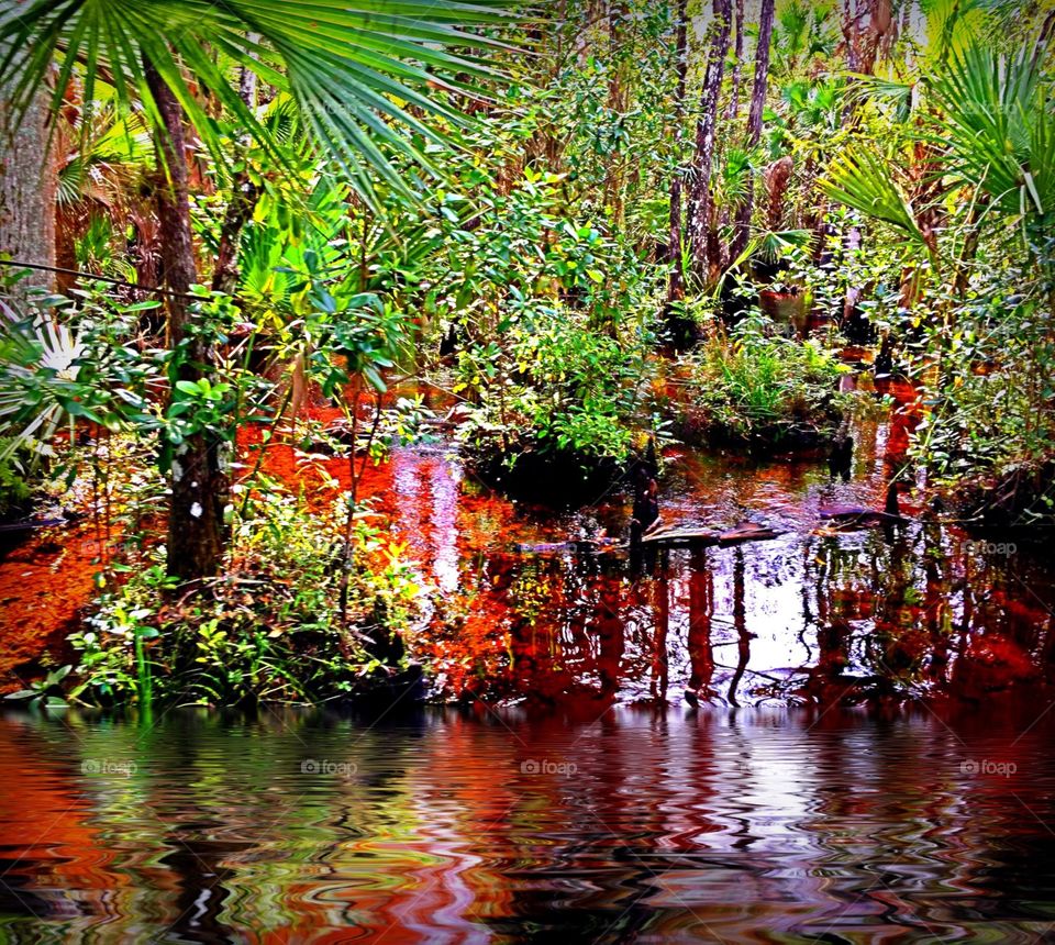 Florida wetlands
