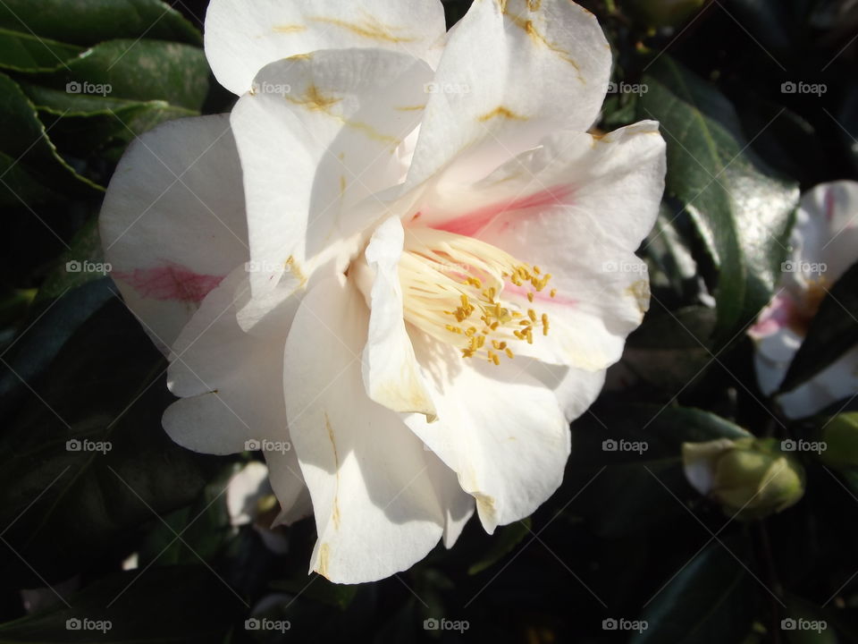 White And  Pink Camellia Flower