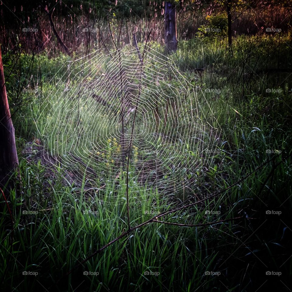 Spiderweb 