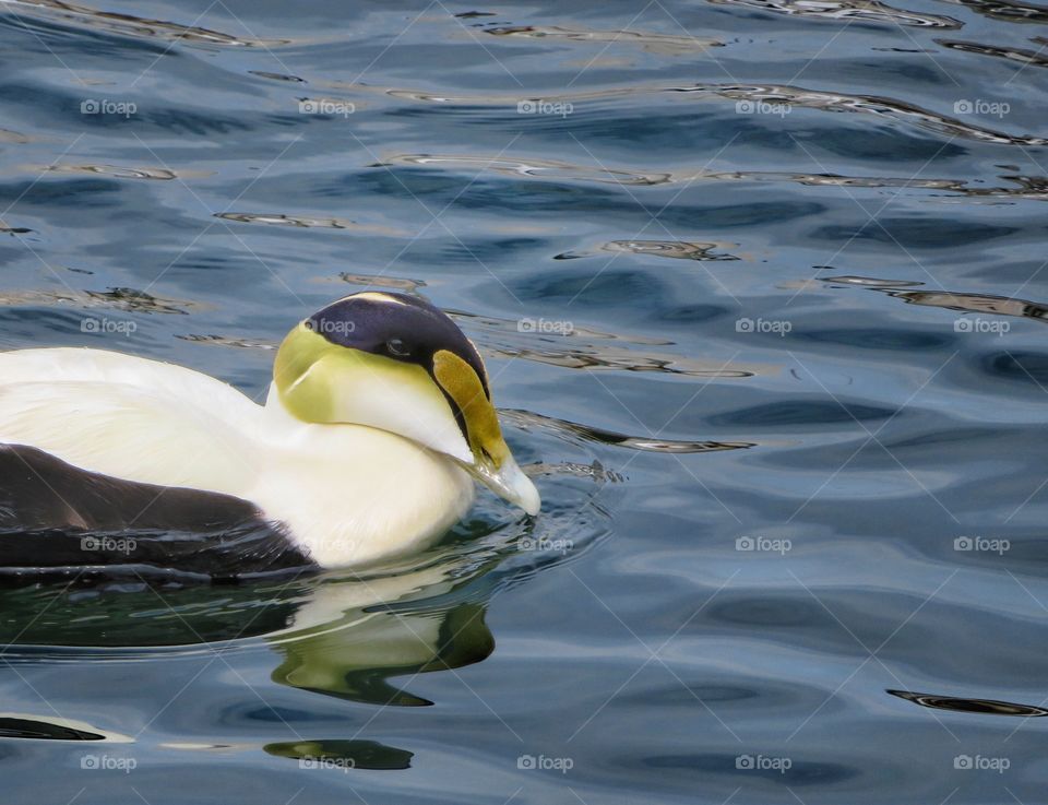 Common Eider Maine 