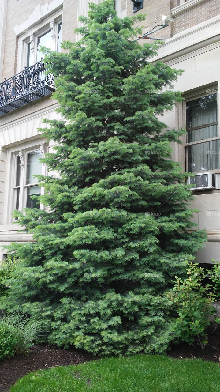 christmas tree. spring