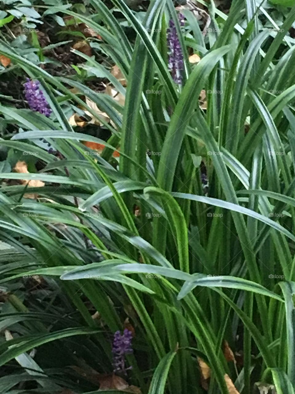 Last of summer's blooms