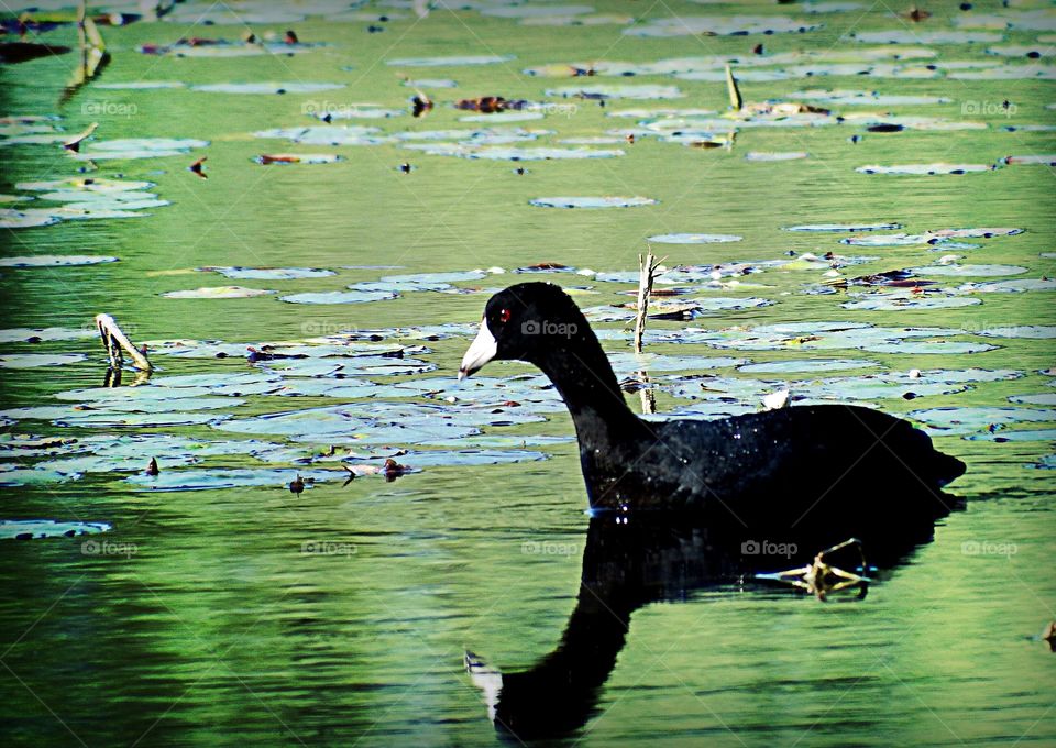 Coot on the water