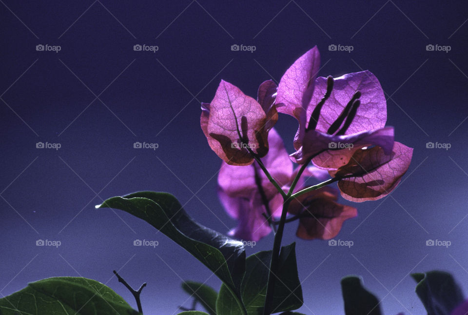 Beautiful paper thin petals of Bougainvillea flowers