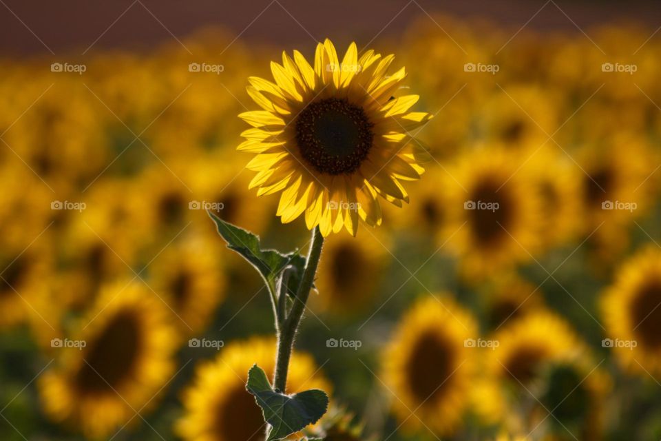 While roaming around a sunflower field to look for a good shot, I noticed this tall sunflower that seemed to be bigger than all the other sunflowers. While shooting, I constantly had to think of Monet’s sunflowers.