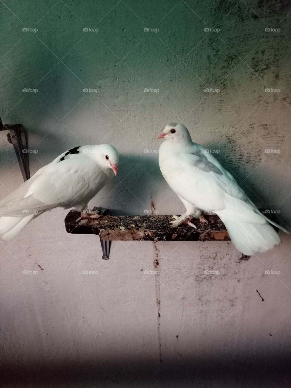 pigeons twin