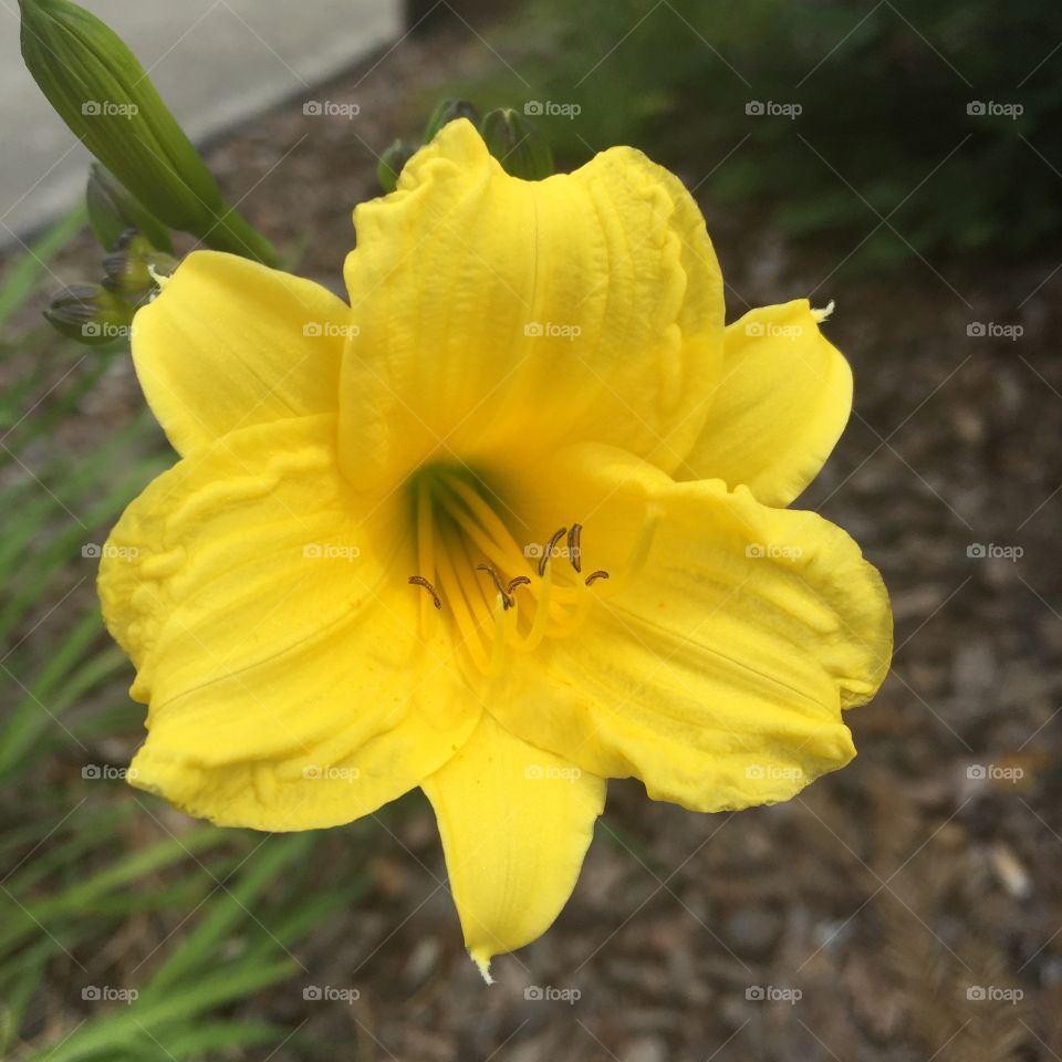 Sun's Up. My yellow daylily, whose cultivar I'm not quite sure of, bloomed just in time for a photo.