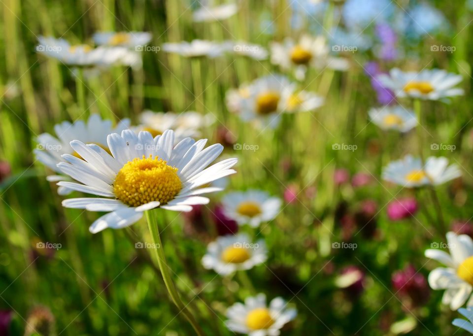 Wild flowers