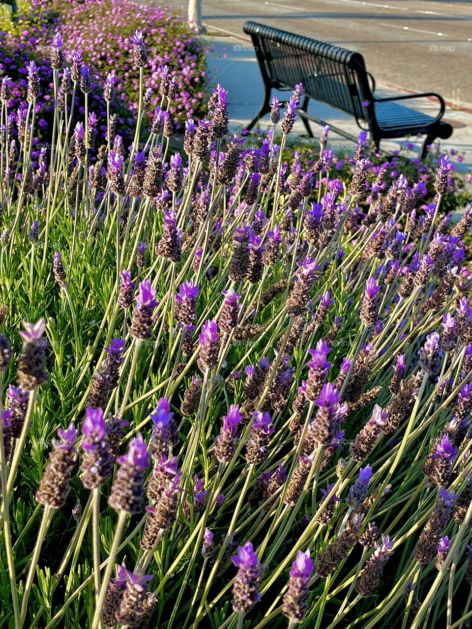 Urban Lavender Plants