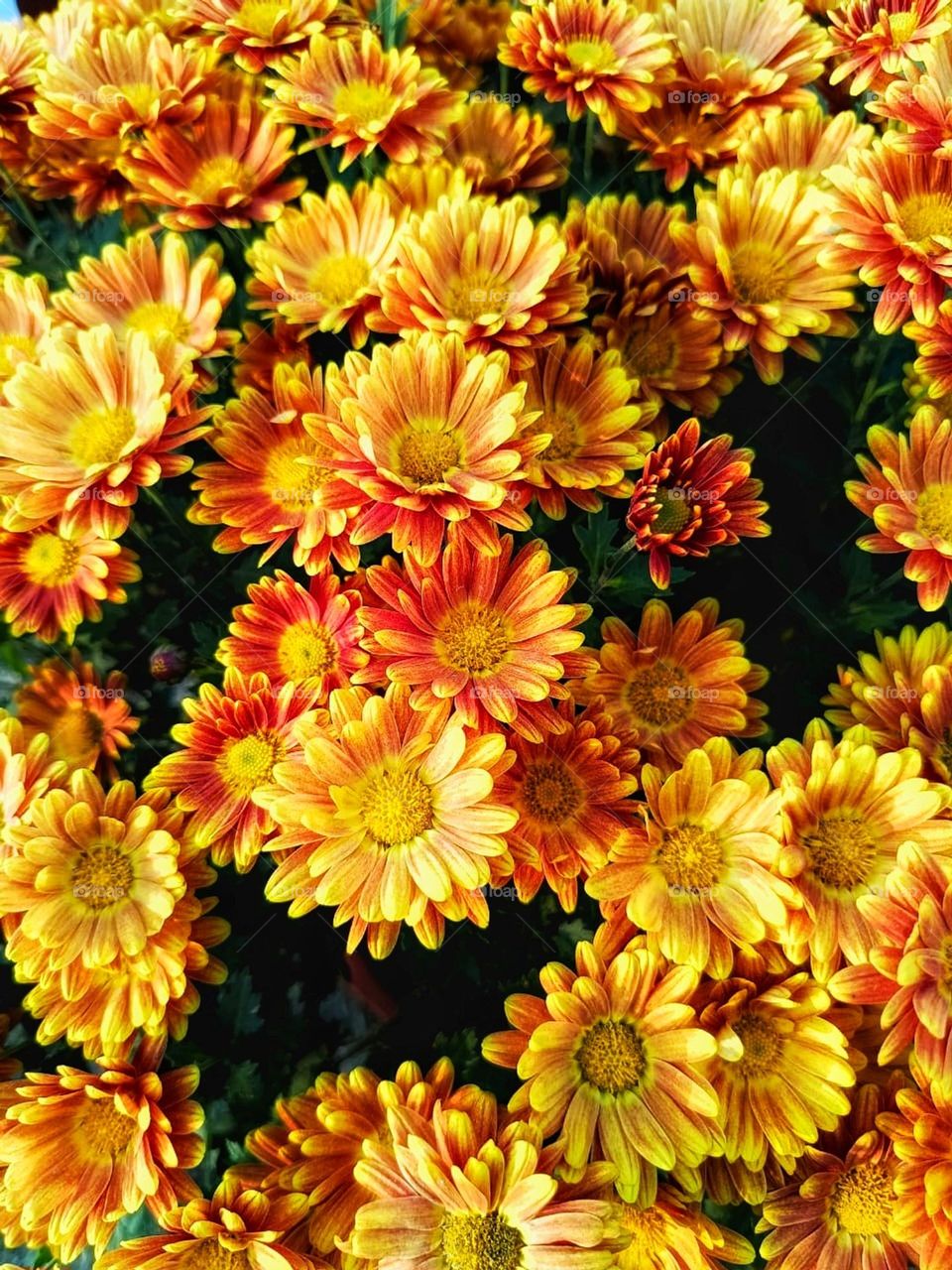 That orange flower really stands out against the green leaves, doesn't it? It's like a pop of color in a sea of green. Nature sure knows how to create beautiful contrasts! 🌼🌿