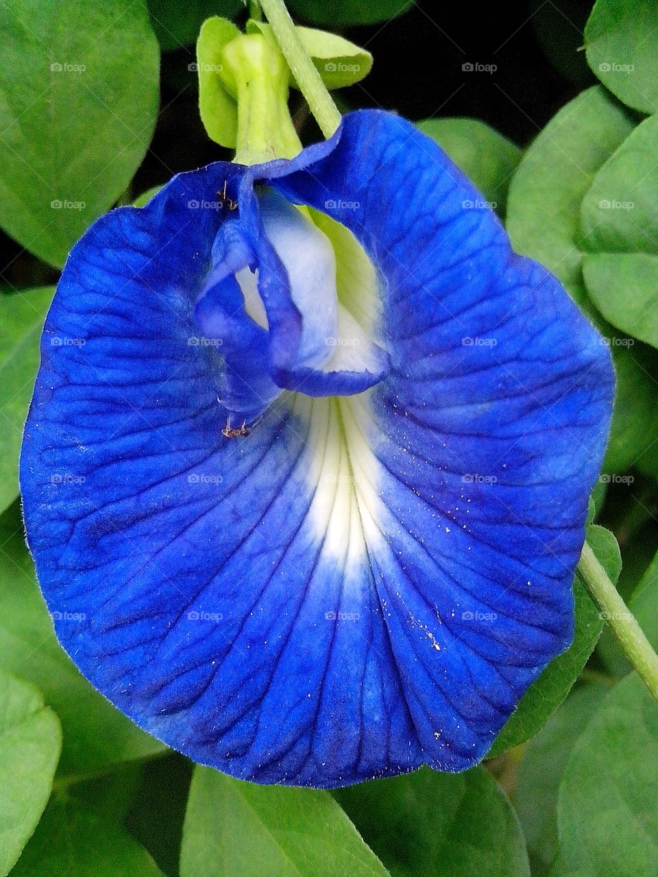 Oval shaped flower