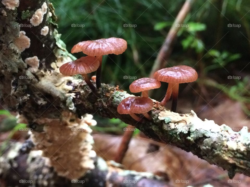 Mushrooms on a branch 