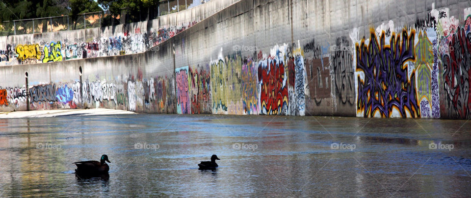 graffiti water bird canal by habitforming