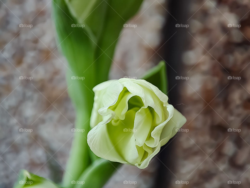 Macro image of a bud blooming
