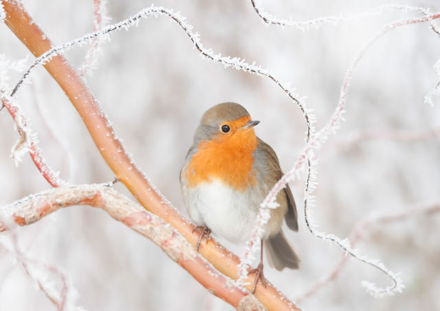 Bird perching on plant