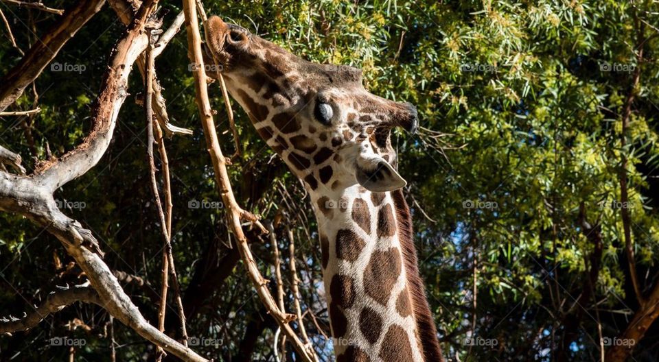 Giraffe eating something up high