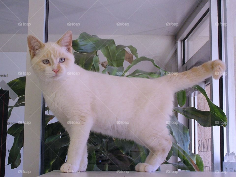 Flame Point Kitten. Waiting to be adopted