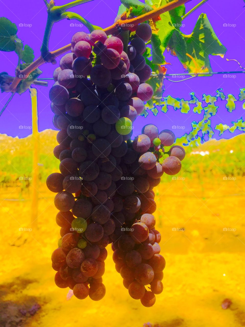 Grapes 