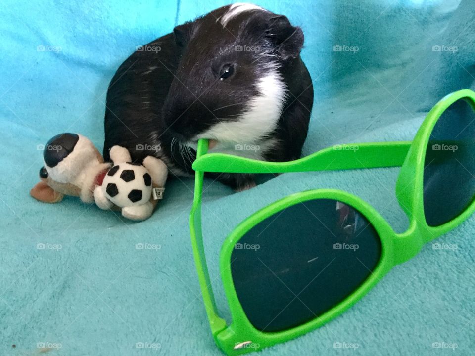  Cute family  pet Timmy chewing on the sunglass 
