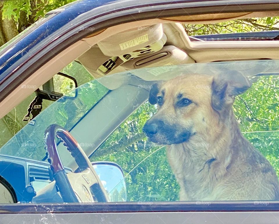 Dog sitting behind steering wheel, waiting to go on a road trip