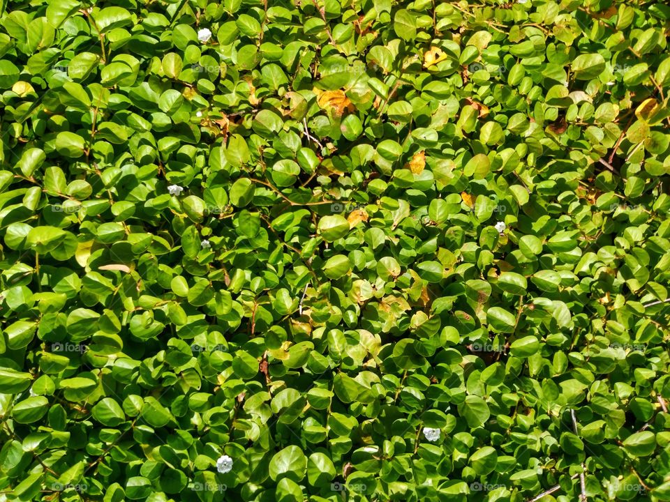 leaf plants creep on the ground