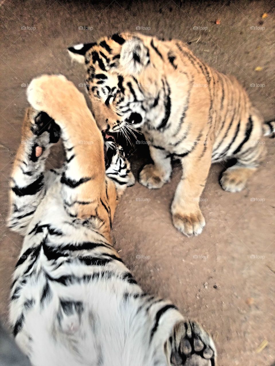 tigers playing